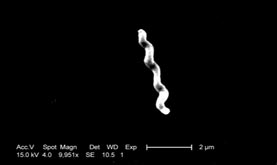 Campylobacter bacteria