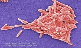 Legionella pneumophila bacteria