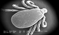 tick