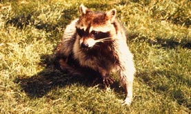 Raccoon