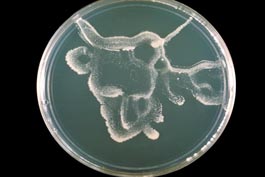 Candida albicans 