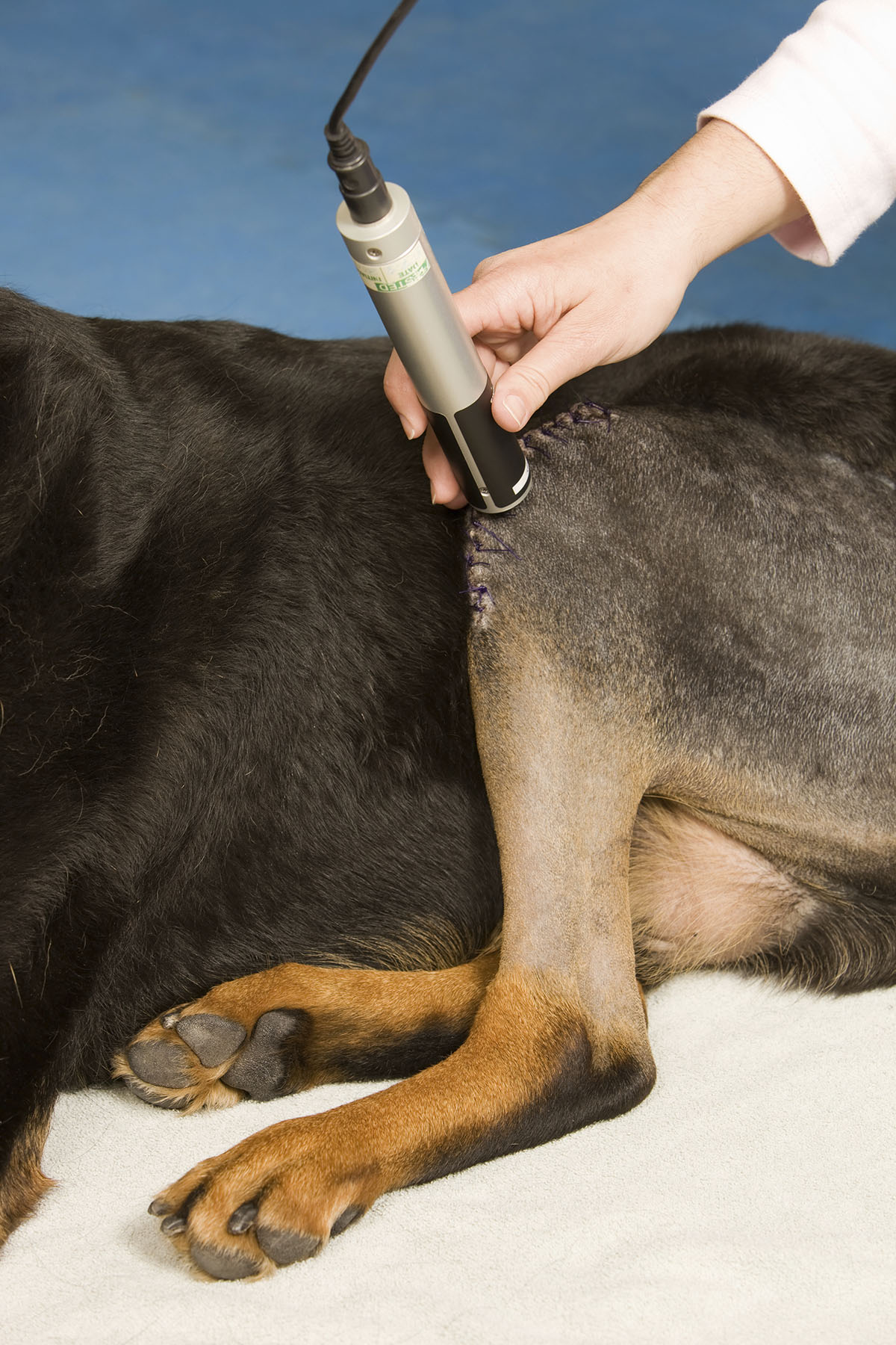 DogLaserTherapy.jpg