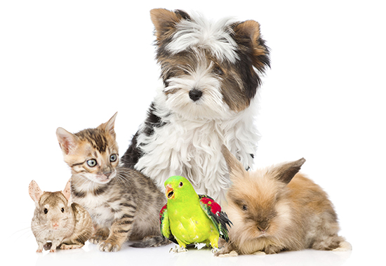 Animals & Your Health Animals & Your Health