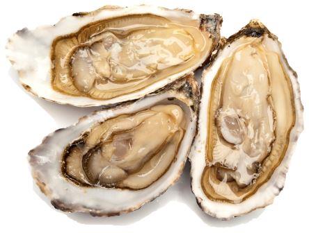 photo of oysters