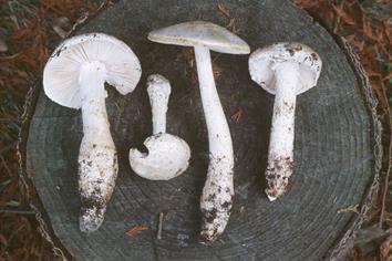 Amanita smithiana