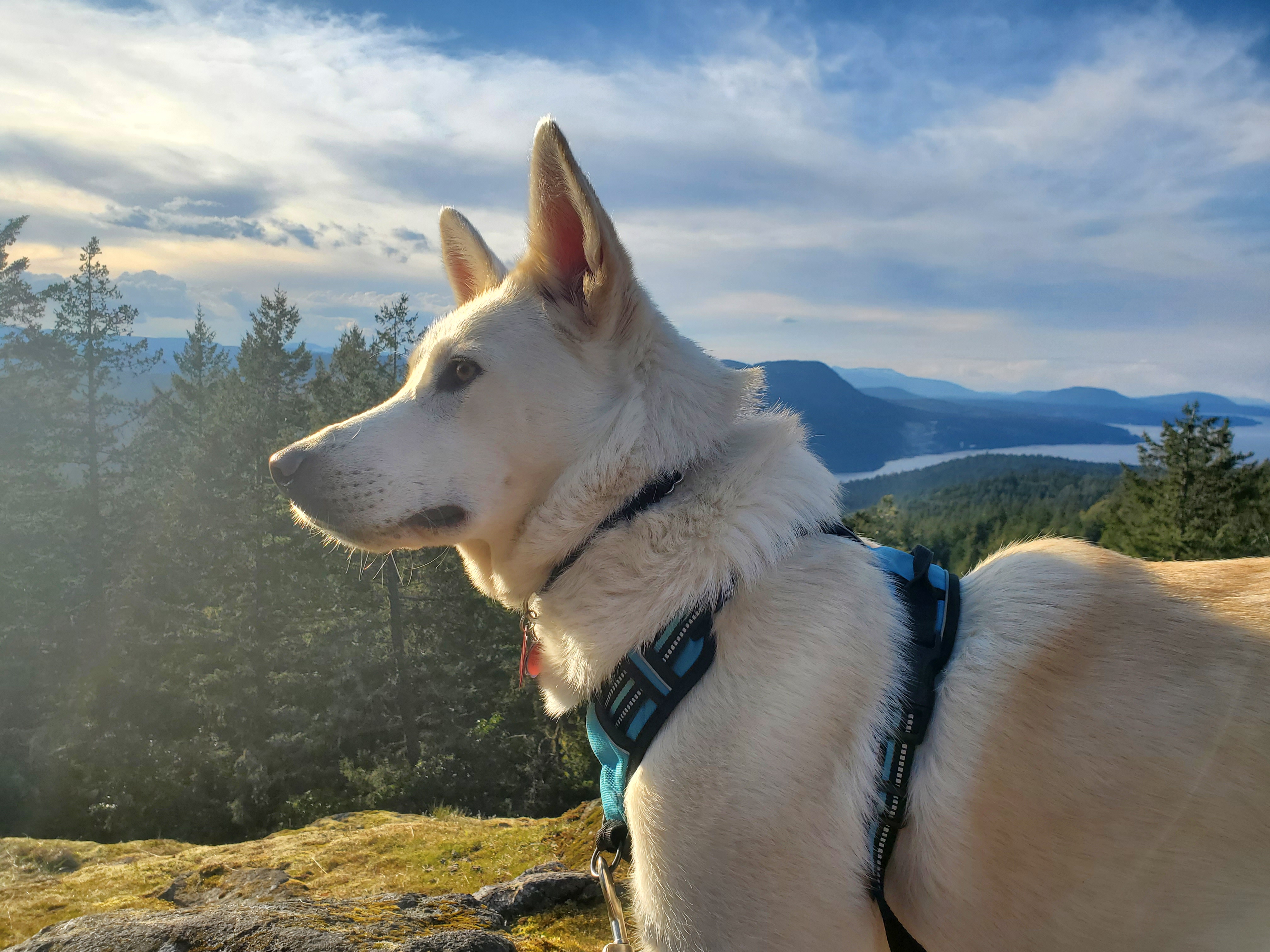 Dog with a collar standing on a mountain.