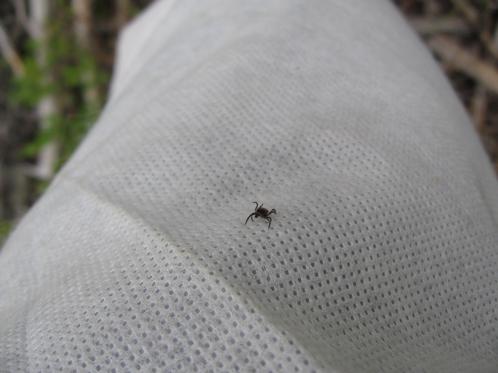 A close up of a the arm of a white flannel suit shows a small, brown tick attached to it.