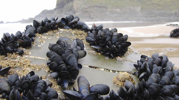 photo of mussels