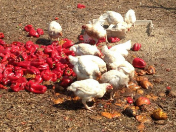 photo of chickens in farmyard