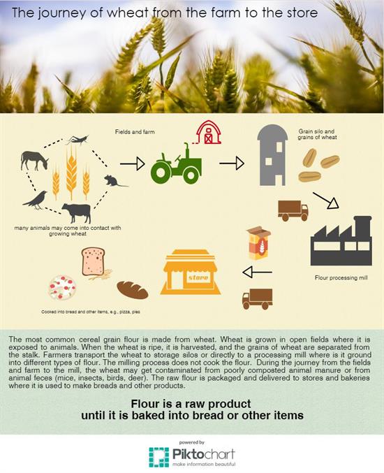 Journey of wheat from farm to store infographic