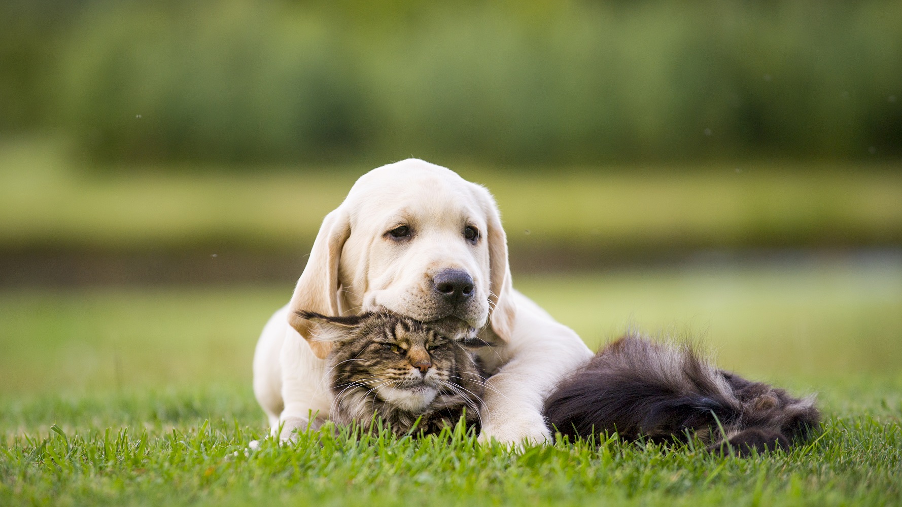Dog and cat