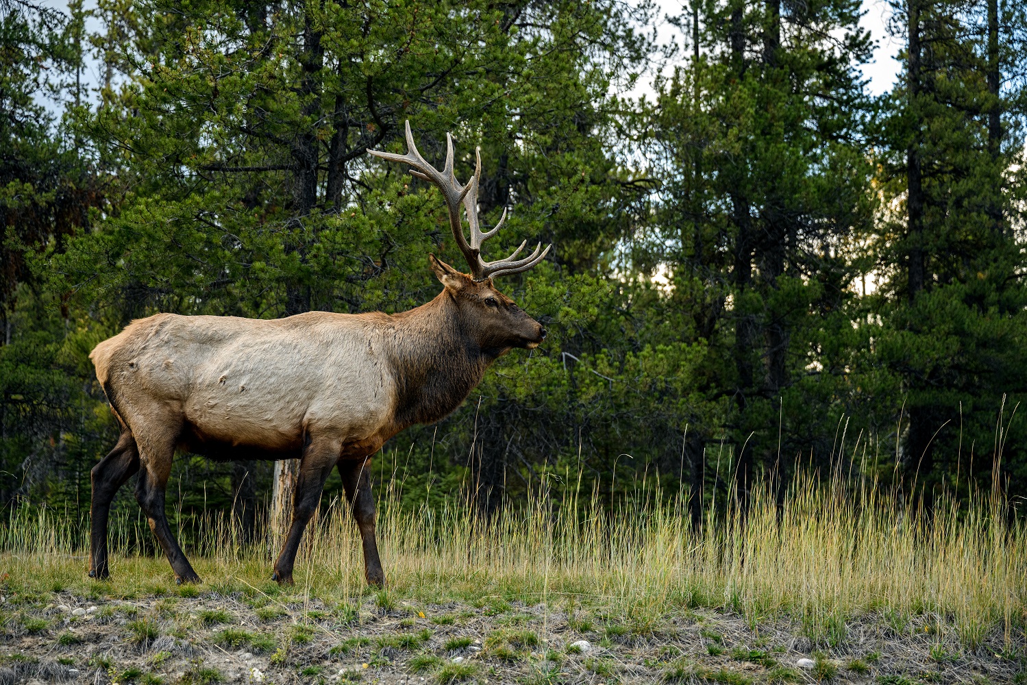 Elk